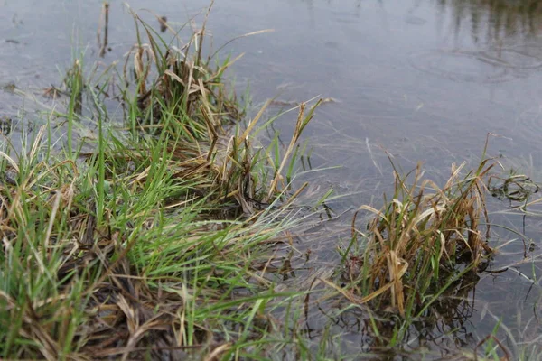 Çimenler yeşil ve kurudur. Çayır, resim, çimen ve su sularında. Çimler yeşil. Kuru, kahverengi. Su temiz, şeffaf. Bataklık arazisi.
