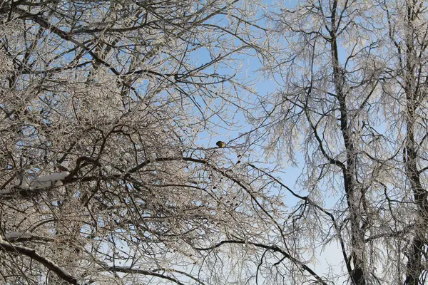 Branches Arbres Avec Givre Sur Fond Ciel Bleu Hiver Photo — Photo