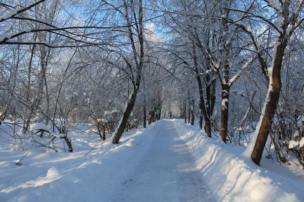 Snow Covered Trees Path Winter Forest Photo Path Park Snow — Foto Stock