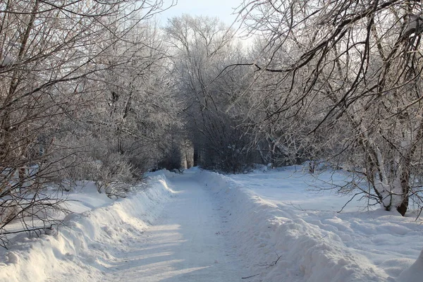 Snow Covered Trees Path Winter Forest Photo Path Park Snow — Foto Stock
