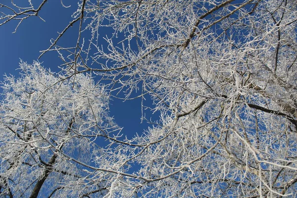 冬の青空を背景に霜のある木の枝 写真の木と空 木々の枝は白い霜で覆われています 青い空の背景 今年の冬は — ストック写真