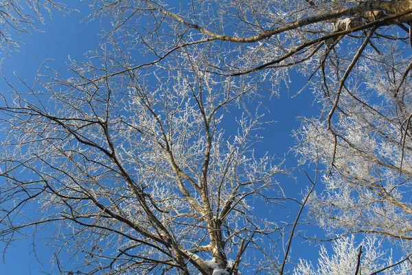 冬の青空を背景に霜のある木の枝 写真の木と空 木々の枝は白い霜で覆われています 青い空の背景 今年の冬は — ストック写真