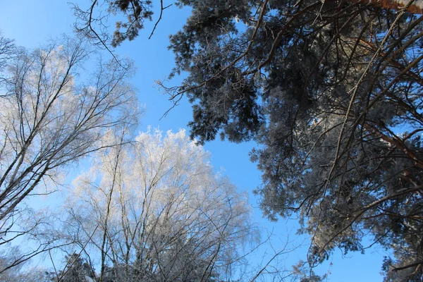 Ramos Árvores Coníferas Caducas Com Geada Fundo Céu Azul Inverno — Fotografia de Stock