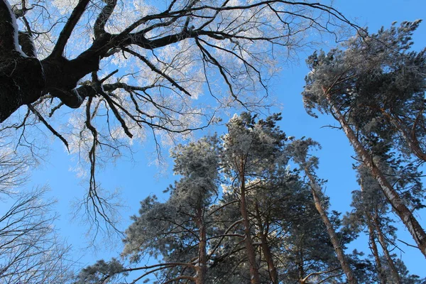 Branches Coniferous Deciduous Trees Frost Background Blue Sky Winter Photo — Foto de Stock