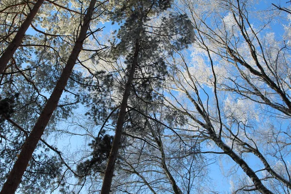 Rami Conifere Latifoglie Con Gelo Sullo Sfondo Cielo Blu Inverno — Foto Stock