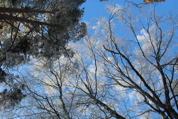 Branches Coniferous Deciduous Trees Frost Background Blue Sky Winter Photo — Fotografia de Stock