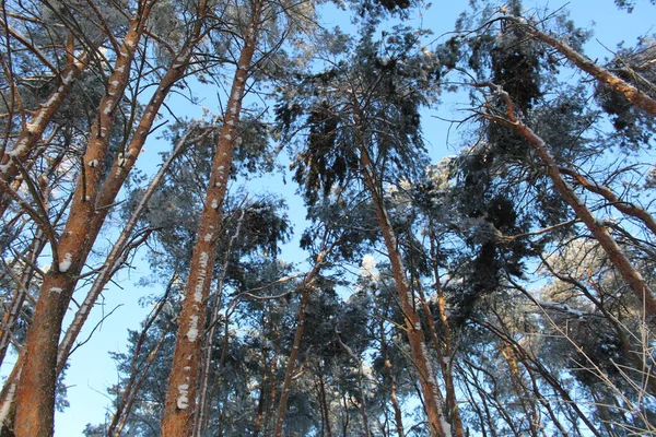 Tops Coniferous Trees Blue Sky Winter Photo Tree Sky Trunk — Stockfoto
