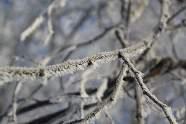 Rami Albero Sono Magnificamente Coperti Con Gelo Inverno Fotografia Primo — Foto Stock