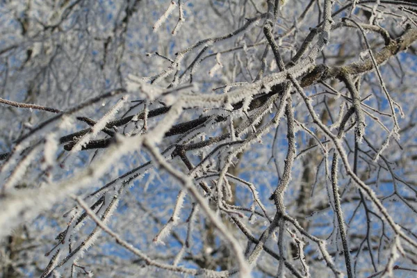 Κλαδιά Δέντρων Καλύπτονται Όμορφα Παγετό Χειμώνα Γκρο Πλαν Φωτογραφία Των — Φωτογραφία Αρχείου
