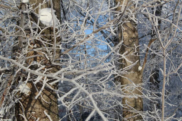 Galhos Árvore São Belamente Cobertos Geada Inverno Floresta Foto Close — Fotografia de Stock
