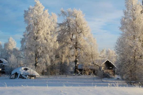 눈덮인 나무들이 주변에 있습니다 나무들은 서리로 마을의 주택들 파괴되었습니다 과푸른 — 스톡 사진