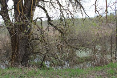 swampy terrain and a tree in spring / photo green swamp. small bushes. one old tree with moss on the bark. hummocks and a bank with fresh grass.