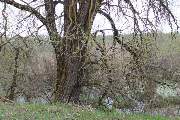 Болотистая Местность Дерево Весной Фото Зеленое Болото Маленькие Кусты Одно — стоковое фото