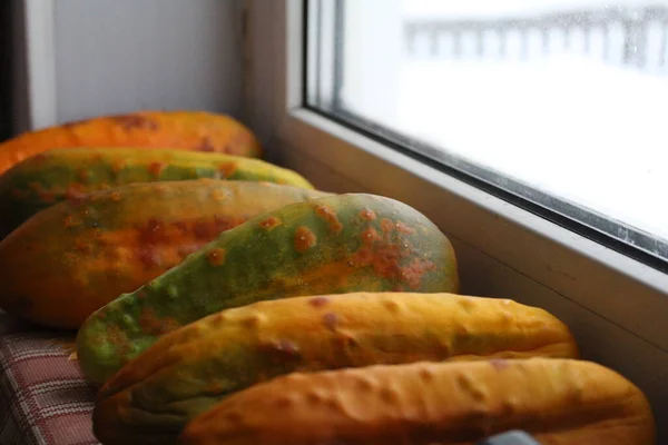 How Big Cucumbers Seeds Look Lying Windowsill Photo Seed Cucumbers — стоковое фото