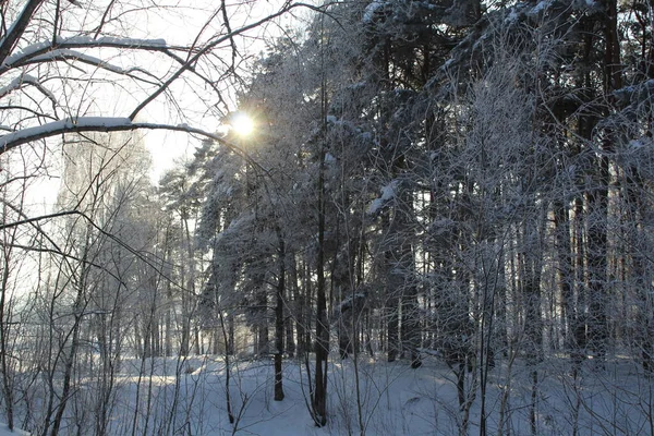 冬景色の森と太陽 写真の風景冬の森 木の枝には雪がたくさん積もっています 太陽は木々の間を美しく輝いています 霜の日 — ストック写真