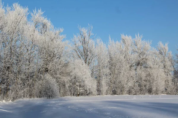 Зимовий Пейзаж Деревами Морозної Сонячної Погоди Фото Зимового Пейзажу Багато — стокове фото