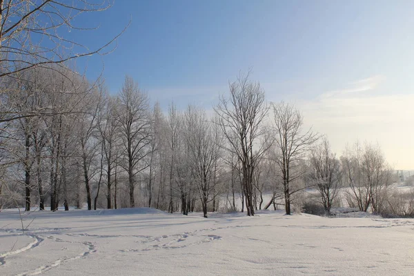 Paesaggio Invernale Con Alberi Gelido Tempo Soleggiato Foto Del Paesaggio — Foto Stock