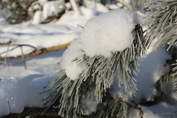 冬の森の松の木の雪に覆われた枝 写真松の枝 針の霜だ 木の枝には雪がたくさん積もっています 森の中は寒いし霜も降ってるし雪も降ってる 美しい冬の背景 — ストック写真