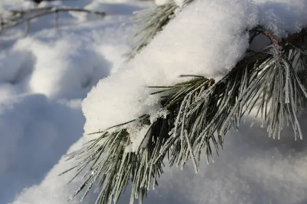 冬の森の松の木の雪に覆われた枝 写真松の枝 針の霜だ 木の枝には雪がたくさん積もっています 森の中は寒いし霜も降ってるし雪も降ってる 美しい冬の背景 — ストック写真