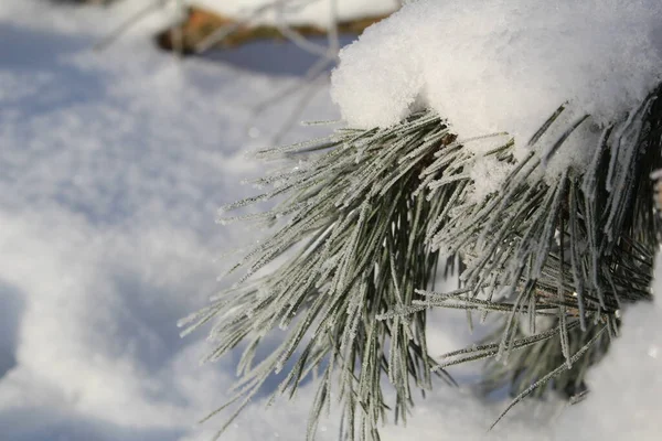 冬の森の松の木の雪に覆われた枝 写真松の枝 針の霜だ 木の枝には雪がたくさん積もっています 森の中は寒いし霜も降ってるし雪も降ってる 美しい冬の背景 — ストック写真