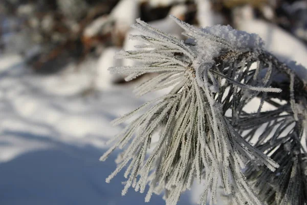 冬の森の松の木の雪に覆われた枝 写真松の枝 針の霜だ 木の枝には雪がたくさん積もっています 森の中は寒いし霜も降ってるし雪も降ってる 美しい冬の背景 — ストック写真