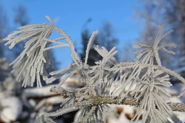 冬の森の松の木の雪に覆われた枝 写真松の枝 針の霜だ 木の枝には雪がたくさん積もっています 森の中は寒いし霜も降ってるし雪も降ってる 美しい冬の背景 — ストック写真