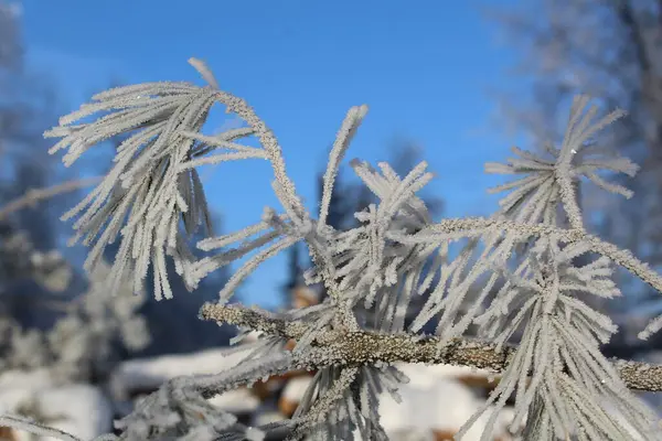 Засніжені Гілки Сосни Лісі Взимку Фото Соснової Гілки Мороз Голках — стокове фото