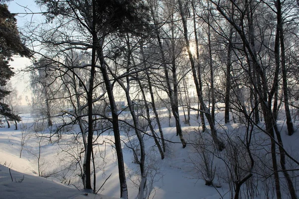Paesaggio Invernale Nella Foresta Gelido Tempo Soleggiato Foto Del Paesaggio — Foto Stock