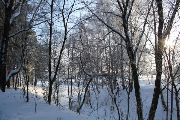 森の中の冬の風景晴れた日の天気 冬の風景の写真 森の中には白い雪がたくさんあります 畑は清く白い雪で覆われています 木々の枝は霜で覆われています — ストック写真