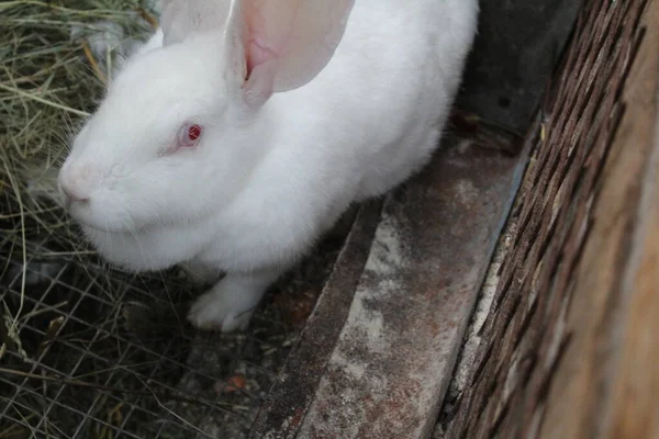 Белый Кролик Клетке Домашней Ферме Фото Большого Белого Кролика Животного — стоковое фото