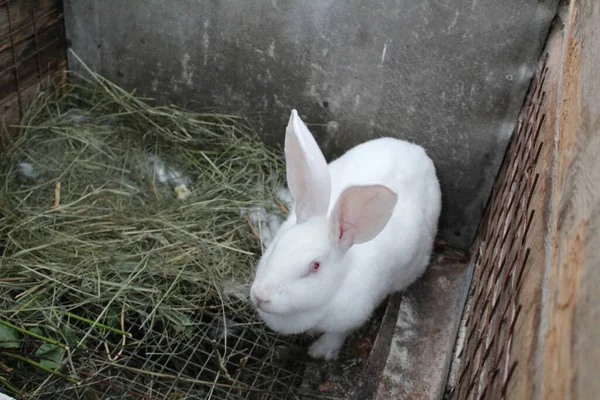 Ein Weißes Kaninchen Einem Käfig Auf Einem Heimischen Bauernhof Foto — Stockfoto