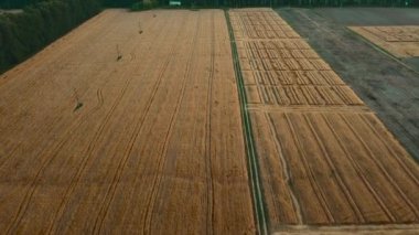 Sonbaharın başında buğday tarlası. İnsansız hava aracının görüntüsü. Gün batımında sarı buğday