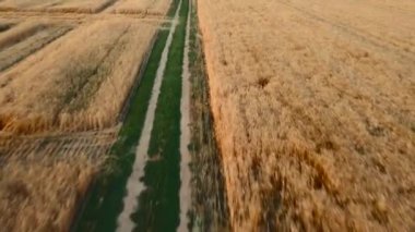 Sonbaharın başında buğday tarlası. İnsansız hava aracının görüntüsü. Gün batımında sarı buğday