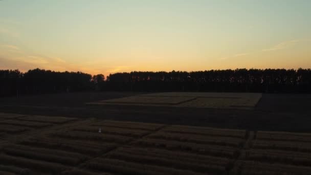 Поле Пшениці Початку Осені Вид Дрона Жовта Пшениця Заході Сонця — стокове відео