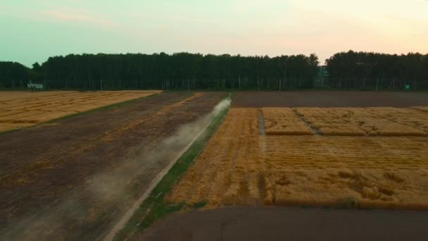 Pšeničné Pole Začátku Podzimu Pohled Dronu Žlutá Pšenice Při Západu — Stock video