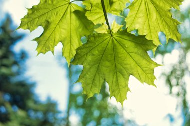 Yeşil akçaağaç yaprakları güneşli bir yaz gününde