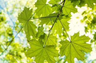 Yeşil akçaağaç yaprakları güneşli bir yaz gününde