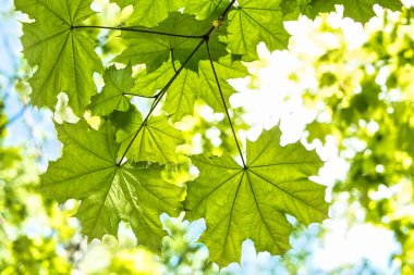 Yeşil akçaağaç yaprakları güneşli bir yaz gününde