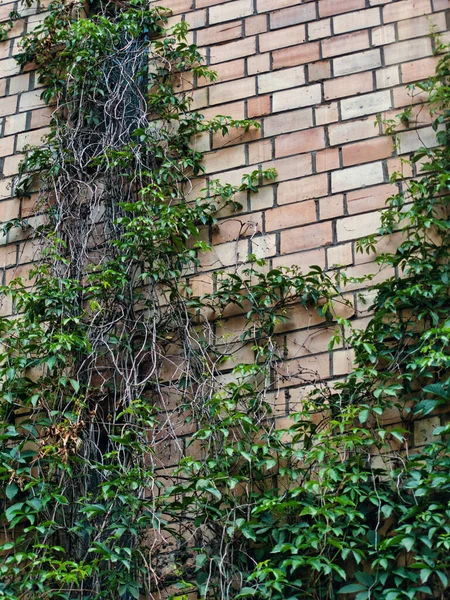 Groene Klimplanten Een Stenen Muur Zomerdag — Stockfoto