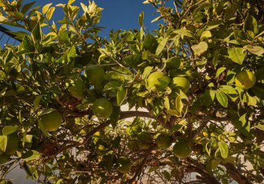 Güneşli bir günde meyve bahçelerindeki ağaçlardaki yeşil portakallar
