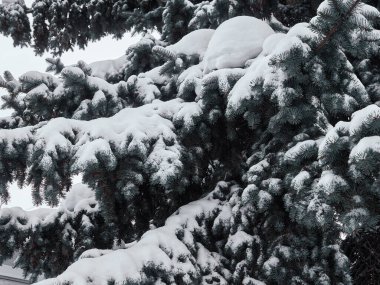Karla kaplı Firavun dalları. Yakın plan..