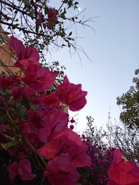 Flores Buganvílias Rosa Mexicanas Vistas Baixo Com Lua Céu Azul — Fotografia de Stock