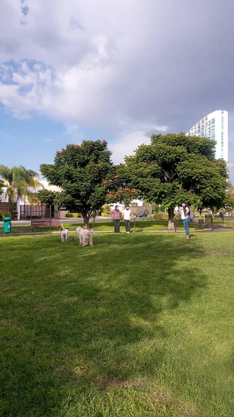 Parc Canin Milieu Des Bâtiments Ville Avec Leurs Propriétaires Portant — Photo