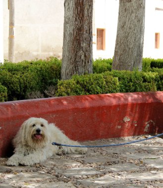 Güzel kürklü beyaz köpek rahatlamış ve mutlu bir şekilde sokaklarda yürüyüşten zevk alıyor..