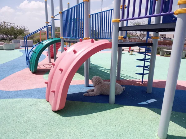 Hermoso Perro Blanco Peludo Disfruta Descansa Paseo Por Las Calles — Foto de Stock