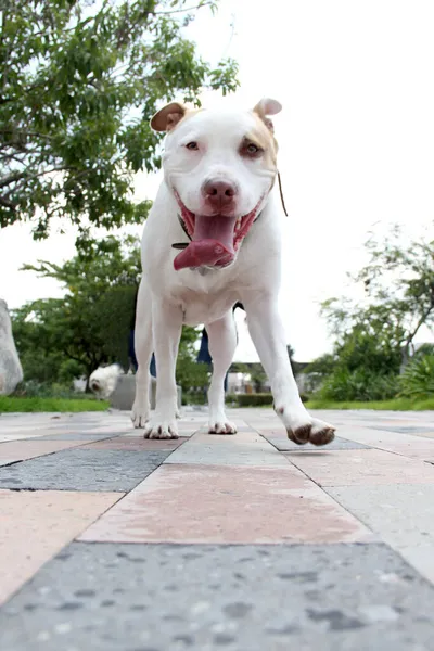Šťastný Vzrušený Bílý Pitbull Pes Své Procházce Ulicemi Kde Chce — Stock fotografie