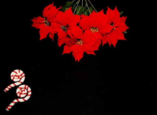 Czerwone Meksykańskie Kwiaty Poinsettii Oprawić Wiadomość Świąteczną Czarnym Tle Złotymi — Zdjęcie stockowe