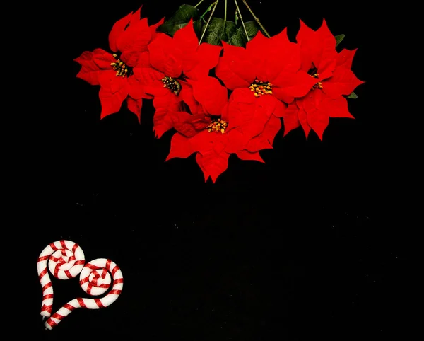 Red Mexican Poinsettia Flores Para Enquadrar Mensagem Natal Fundo Preto — Fotografia de Stock