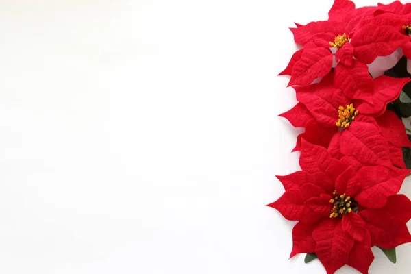 Flores Poinsettia Vermelhas Frescas Naturais Como Moldura Para Natal Mensagem — Fotografia de Stock