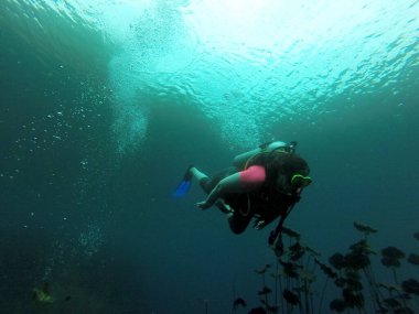 Young woman practices the sport scuba diving with oxygen tank equipment, visor, fins, relaxes and enjoys the bottom of the crystal clear water next to large branches and trunks
